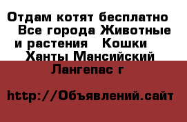 Отдам котят бесплатно  - Все города Животные и растения » Кошки   . Ханты-Мансийский,Лангепас г.